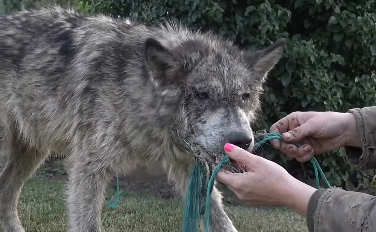 The Animal Everyone Feared Was a Wolf Turned Out to Be a Dog Fighting to Survive