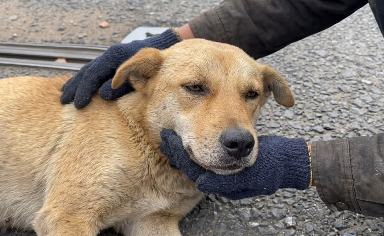One Meal Changed Everything for a Puppy Found Weak on an Empty Road
