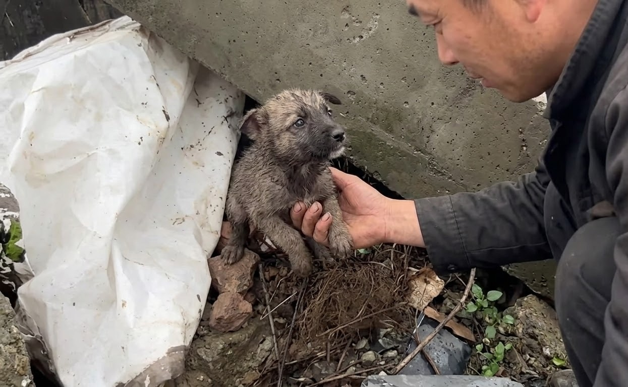 The Puppy Beneath the Concrete Finally Had Somewhere Warm to Sleep