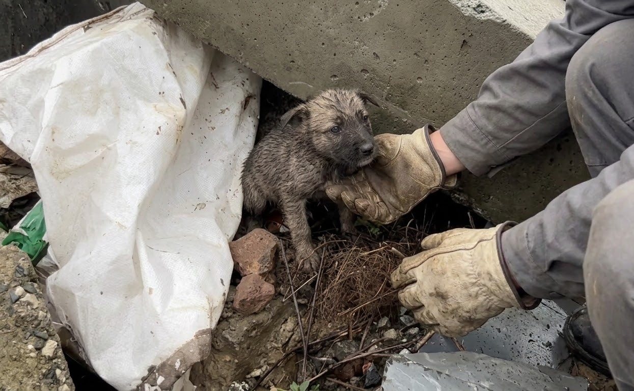 The Puppy Beneath the Concrete Finally Had Somewhere Warm to Sleep