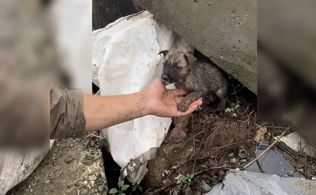 The Puppy Beneath the Concrete Finally Had Somewhere Warm to Sleep