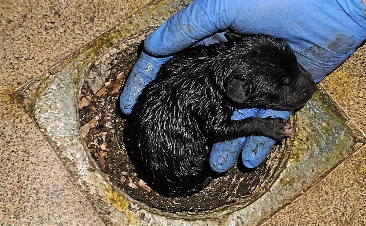 Fiorella Had Only One Day, but Her Rescue Changed the Future of Seven Puppies