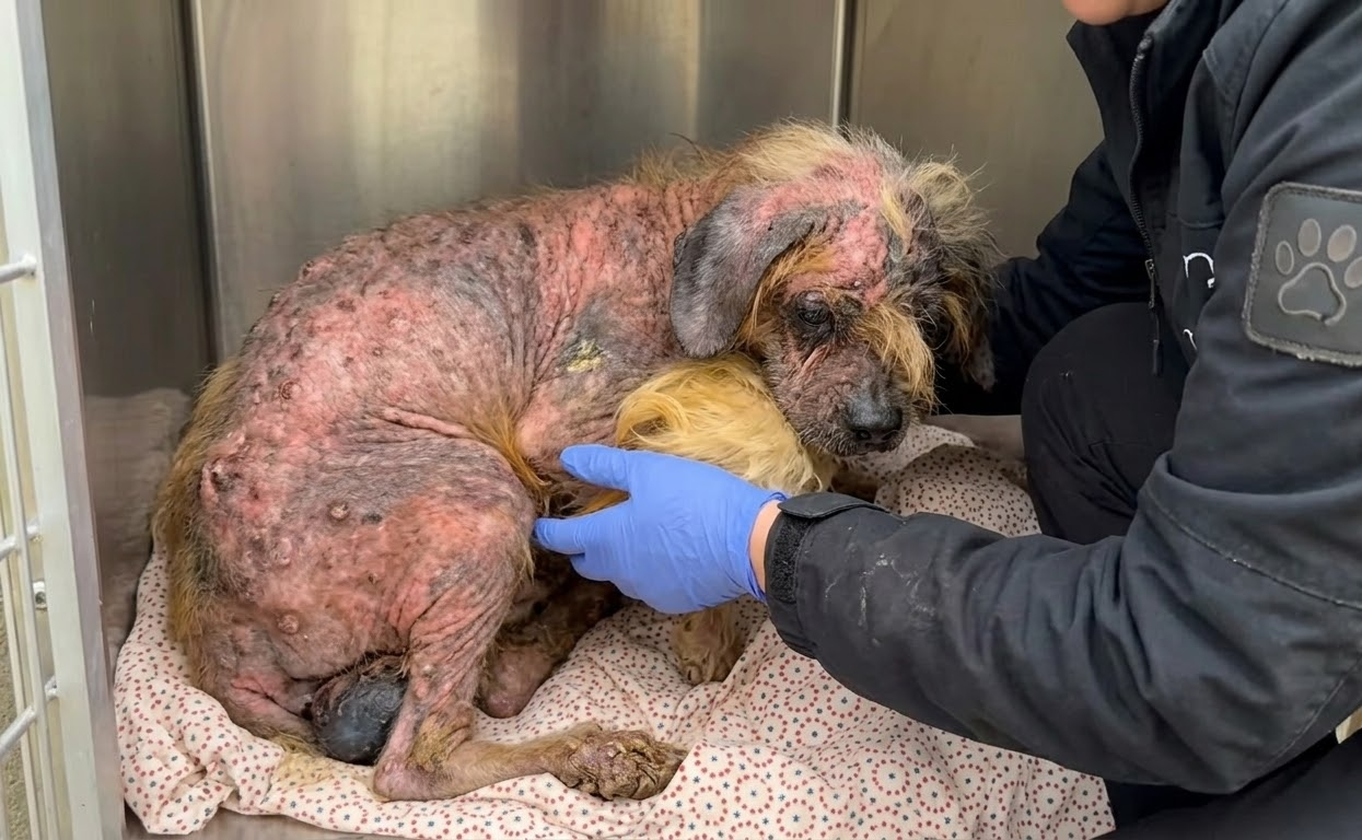 Freddy Could Only Take a Few Steps, but His Foster Home Gave Him Time to Heal