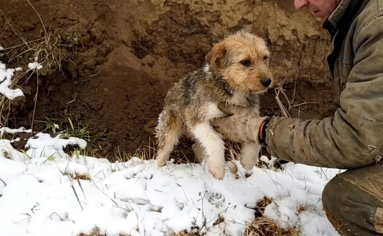 Tiny Paw Prints Led Rescuers to a Puppy Hiding Beside a Frozen Lake