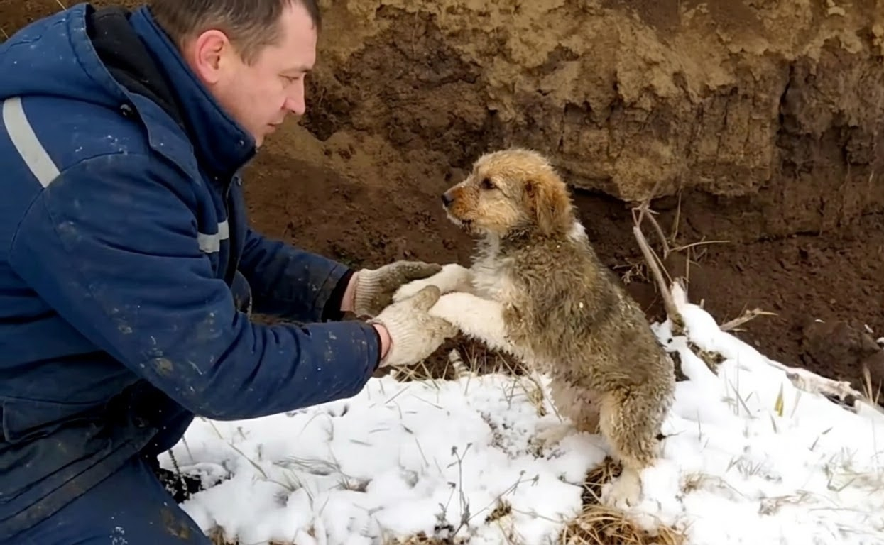 Tiny Paw Prints Led Rescuers to a Puppy Hiding Beside a Frozen Lake