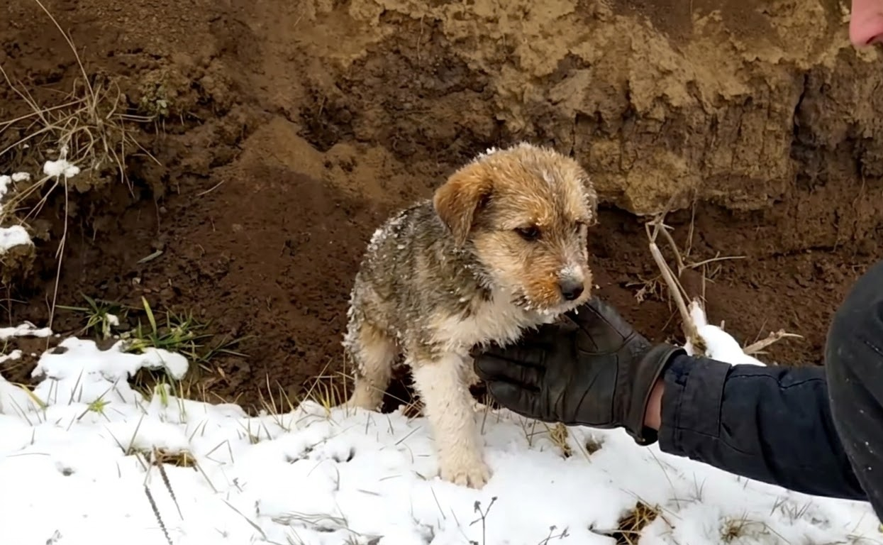 Tiny Paw Prints Led Rescuers to a Puppy Hiding Beside a Frozen Lake