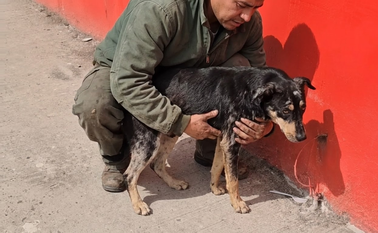 Valiente Could Barely Keep His Balance Until Patient Care Put Him Back on His Feet