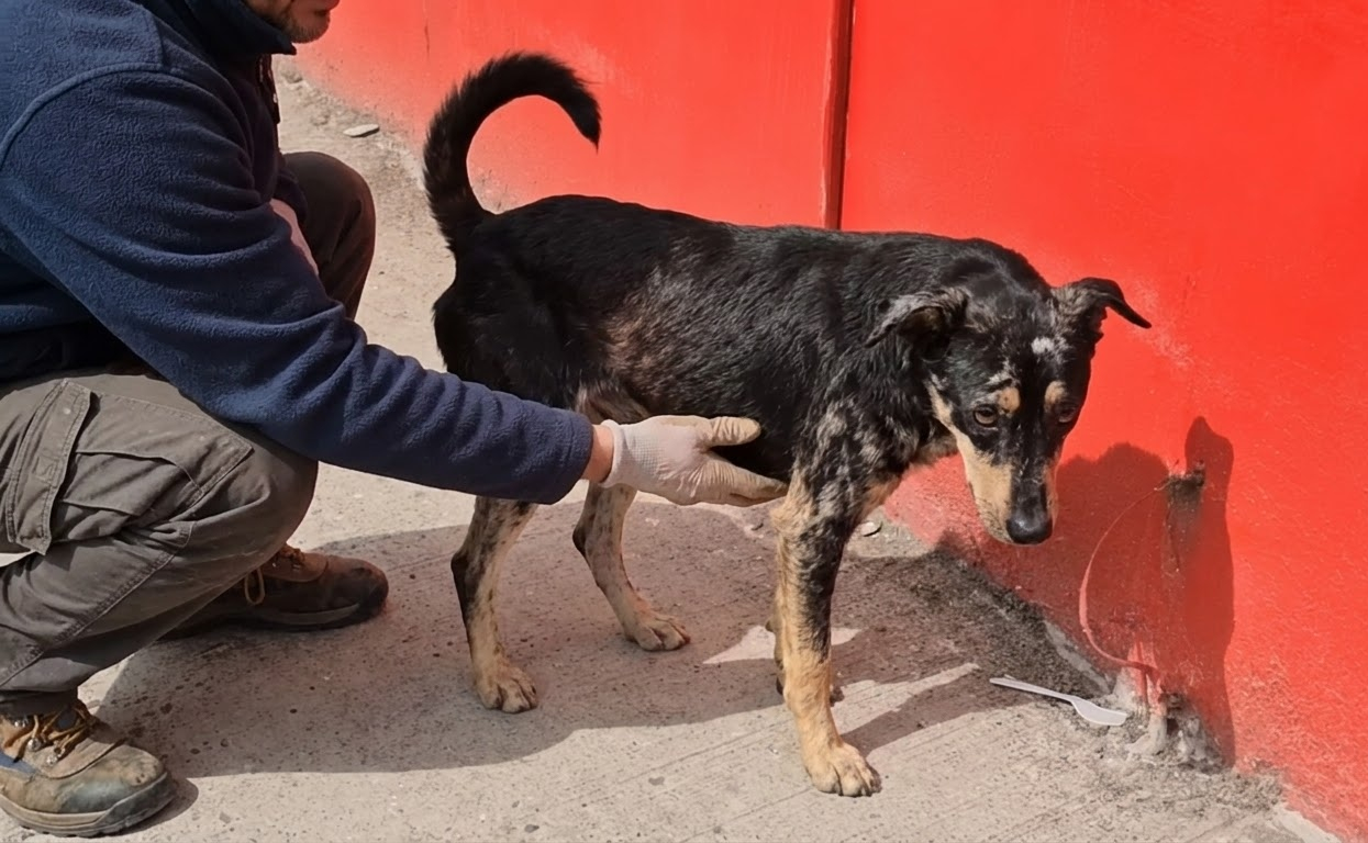 Valiente Could Barely Keep His Balance Until Patient Care Put Him Back on His Feet