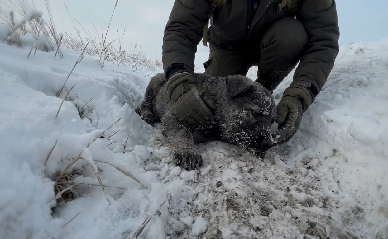 The Puppy Rescued From a Snowy Ditch Grew Into Something His Family Never Expected