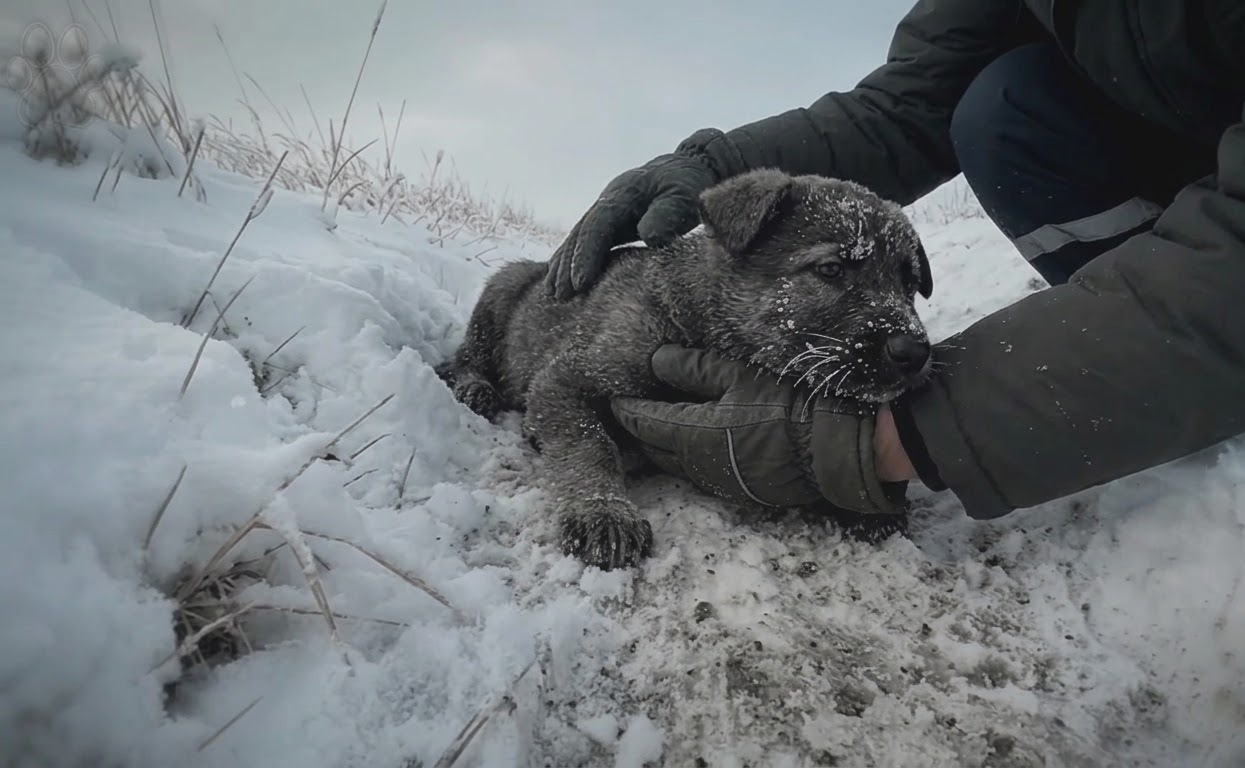 The Puppy Rescued From a Snowy Ditch Grew Into Something His Family Never Expected
