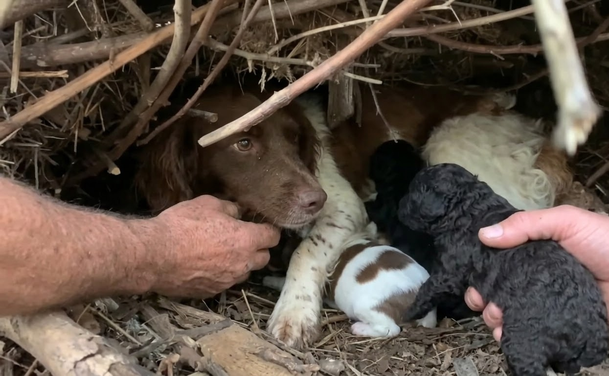 A Stray Mother Led Rescuers Away From the Shelter—and Straight to Six Hidden Puppies