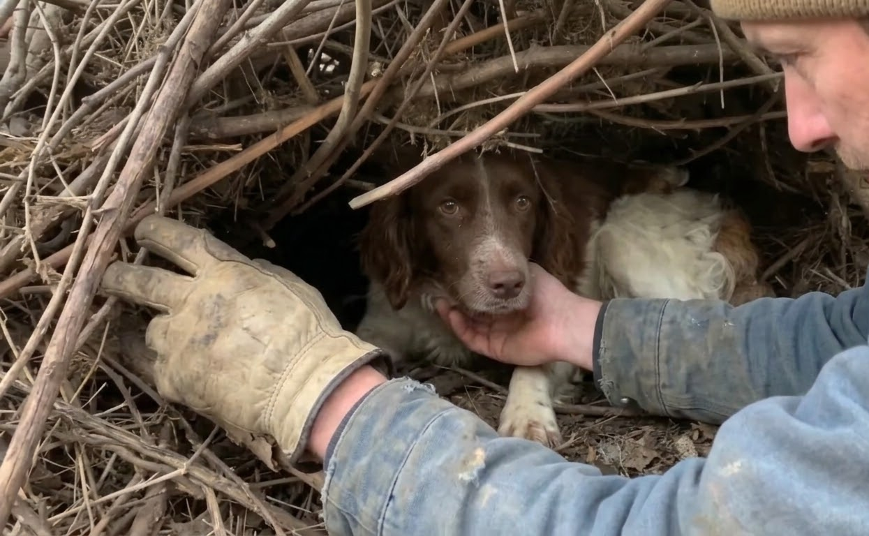 A Stray Mother Led Rescuers Away From the Shelter—and Straight to Six Hidden Puppies