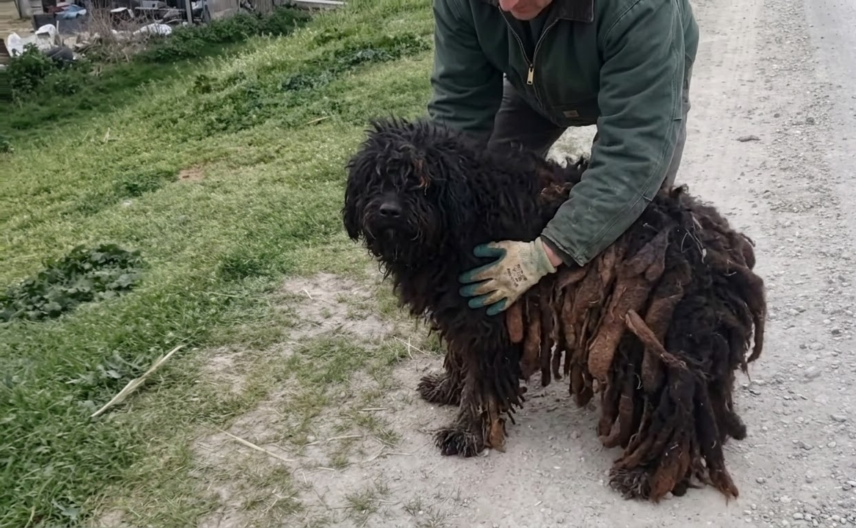 A Stray Mother Asked for Help, Then Led a Rescuer to the Family She Had Hidden Away