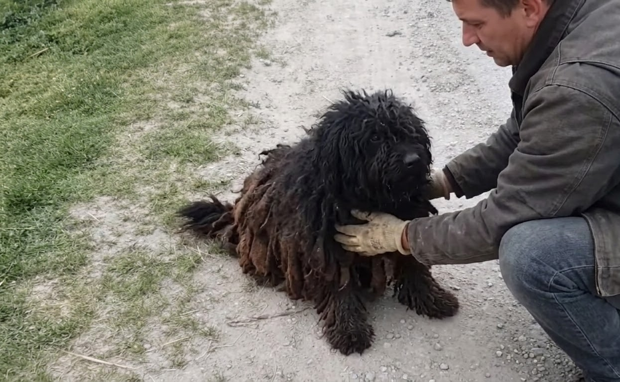 A Stray Mother Asked for Help, Then Led a Rescuer to the Family She Had Hidden Away