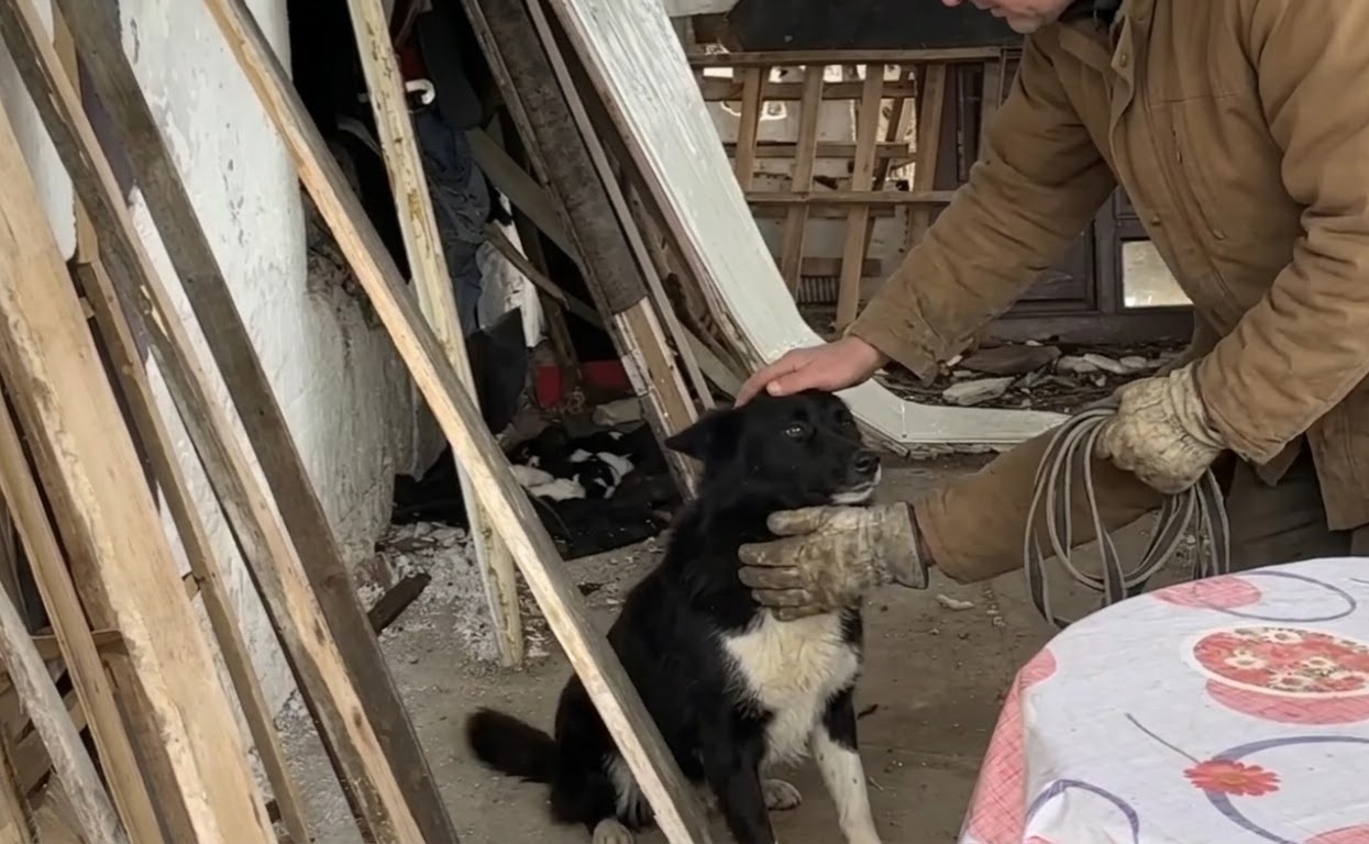 A Roadside Rescue Revealed This Mother Dog Wasn’t the Only One Who Needed Help