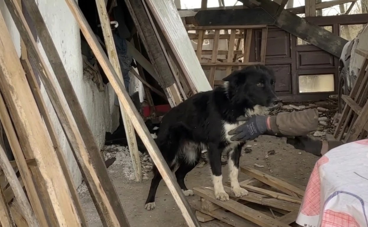A Roadside Rescue Revealed This Mother Dog Wasn’t the Only One Who Needed Help