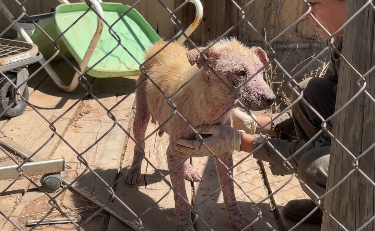 Two Nearly Hairless Puppies Were Hiding in an Empty House Until Help Found Them