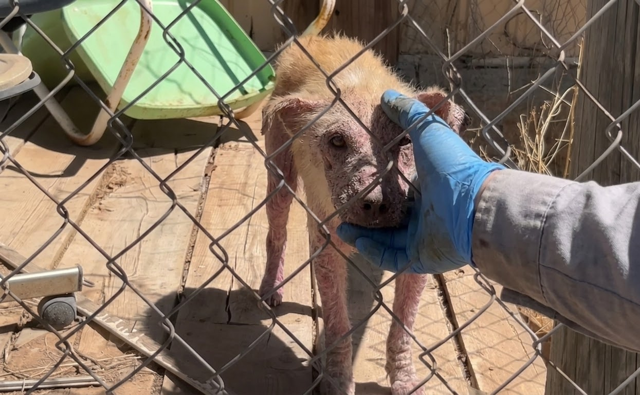 Two Nearly Hairless Puppies Were Hiding in an Empty House Until Help Found Them