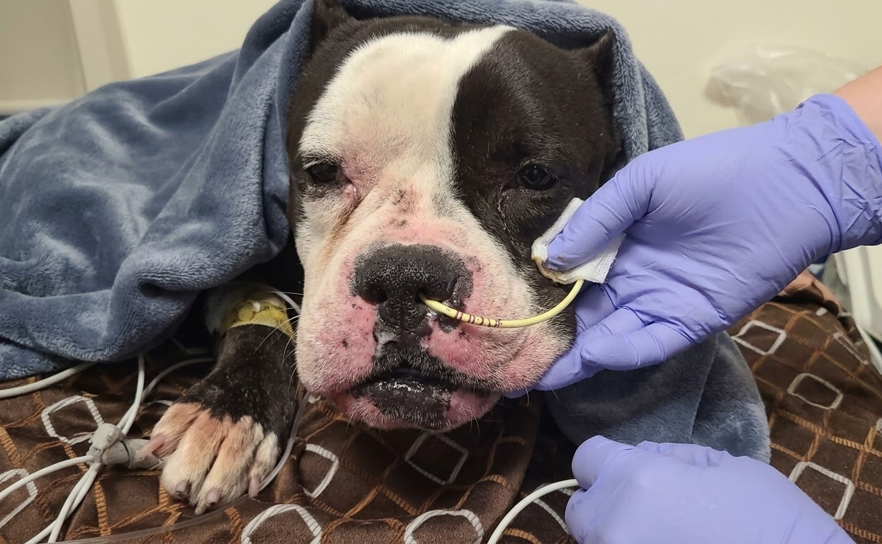 Hugo Escaped the Shelter’s Final List, Then Faced a Second Fight for His Life