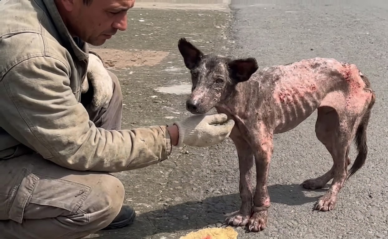 Kibo Was Barely Surviving in a Bali Market Until Help Finally Reached Him