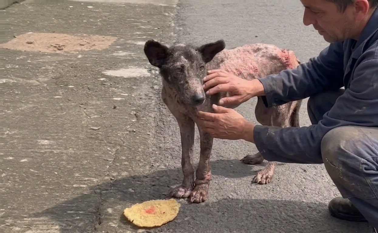 Kibo Was Barely Surviving in a Bali Market Until Help Finally Reached Him