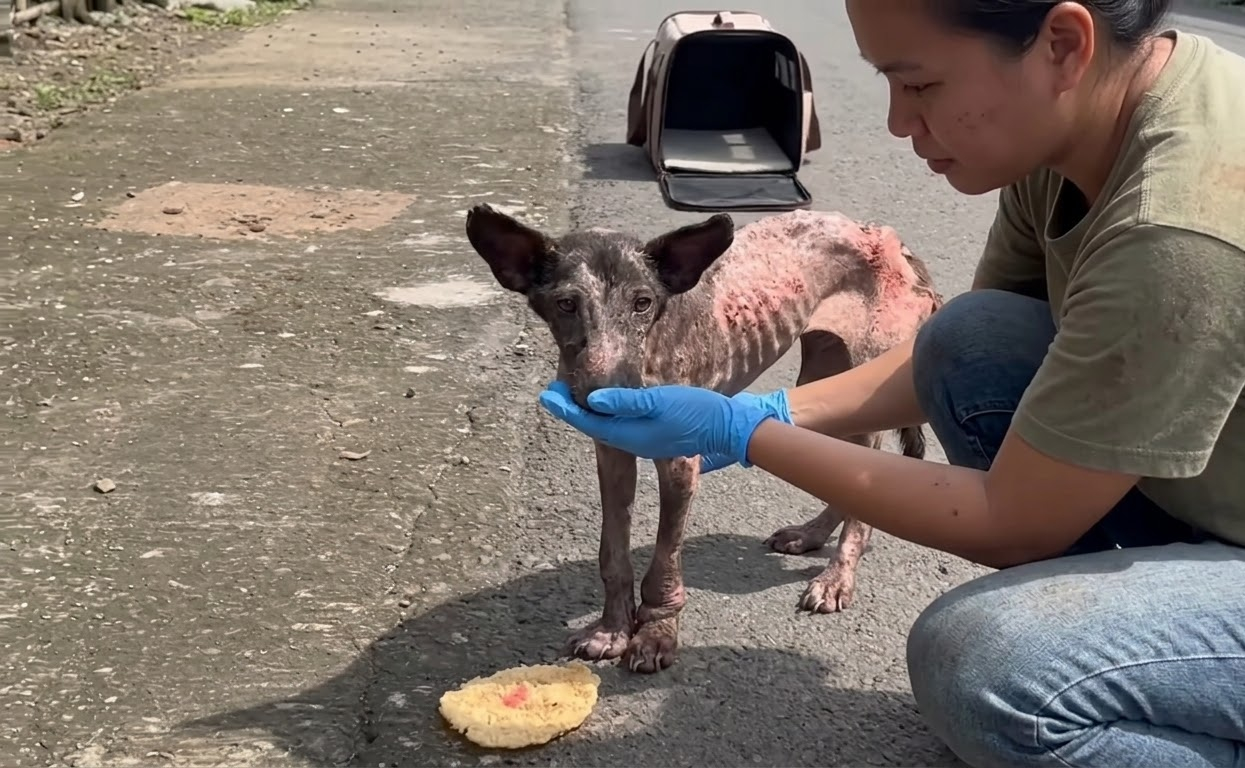 Kibo Was Barely Surviving in a Bali Market Until Help Finally Reached Him