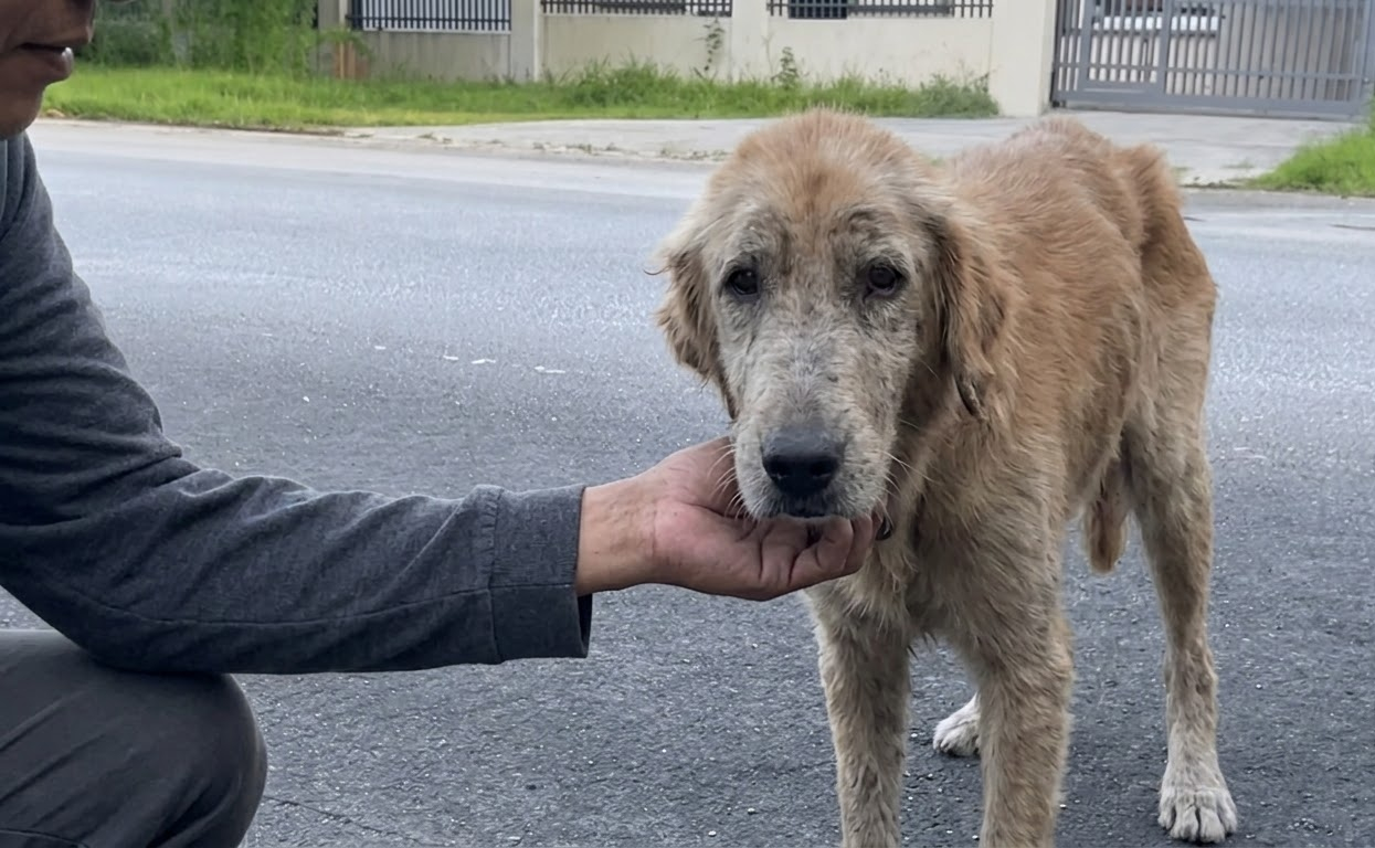 A Thin Stray Walked Up to Kelsey on Guam, and a Golden Retriever Slowly Reappeared