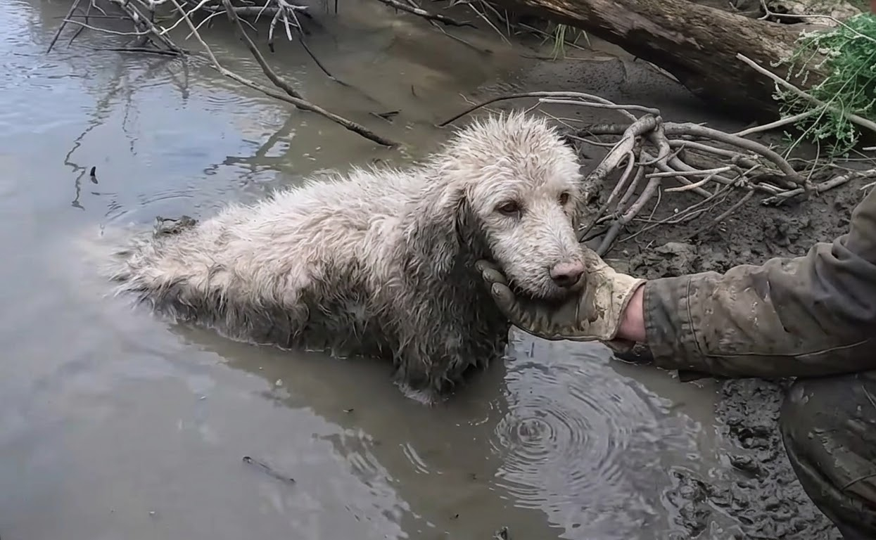 A Faint Cry From the Riverbank Led a Solo Paddler to a Missing Senior Dog