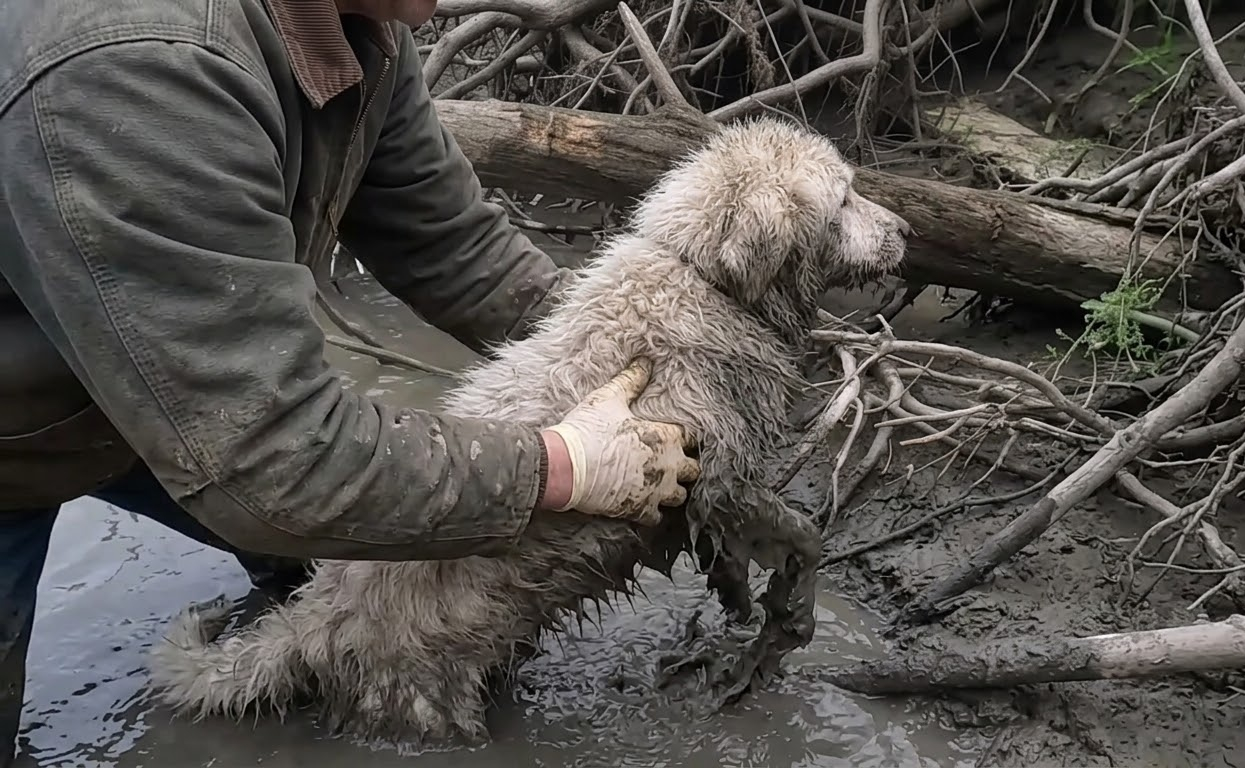 A Faint Cry From the Riverbank Led a Solo Paddler to a Missing Senior Dog