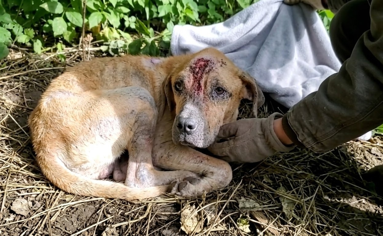 Pablo Was Barely Moving in a Parking Lot, Months Later He Was Running Beside the Sea
