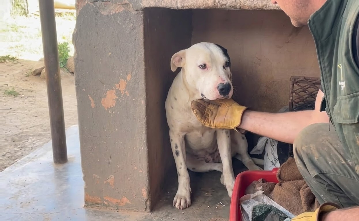 Lexi Faced a Dangerous Snakebite, Then Came Home Wagging From Head to Toe