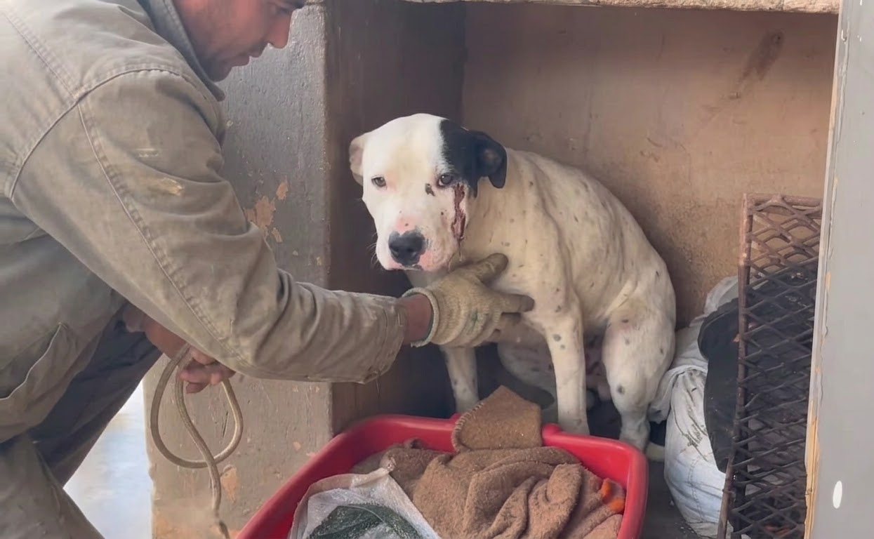 Lexi Faced a Dangerous Snakebite, Then Came Home Wagging From Head to Toe
