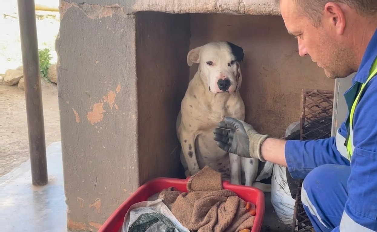 Lexi Faced a Dangerous Snakebite, Then Came Home Wagging From Head to Toe