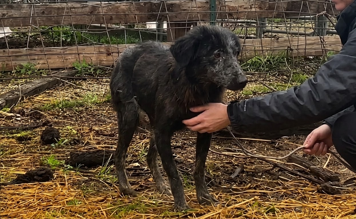 Hopper Found a Quiet Barn for Her Babies, Then Rescuers Found Them All