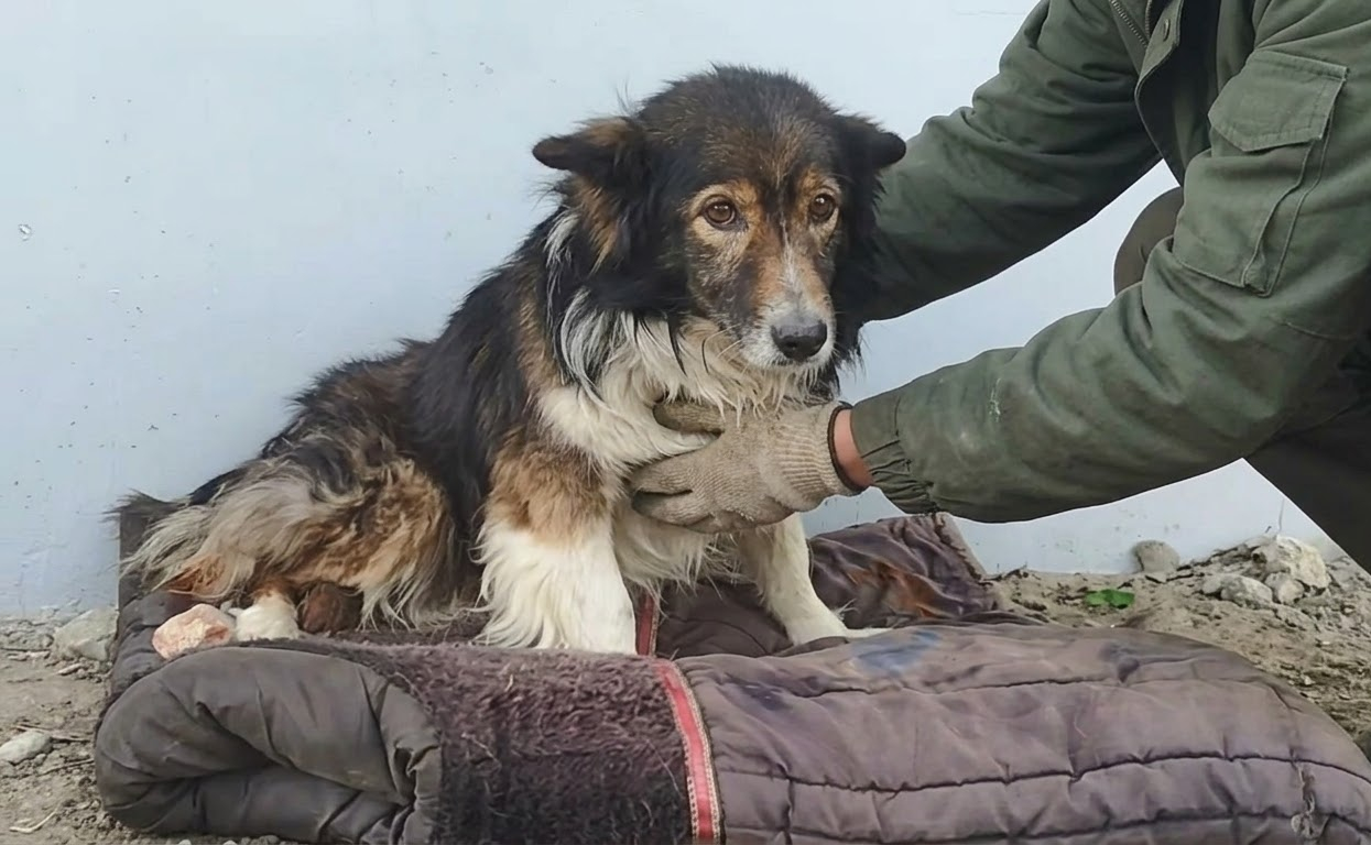 Lucky Couldn’t Stand When Rescuers Found Him Beneath a Bridge