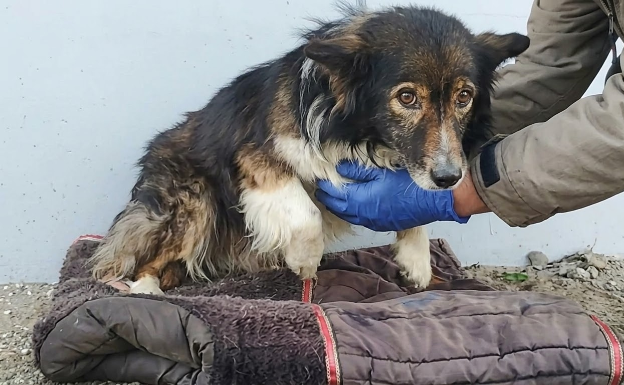 Lucky Couldn’t Stand When Rescuers Found Him Beneath a Bridge