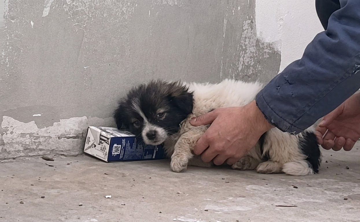 A Trembling Stray Could Barely Lift His Head—Then One Woman Decided He Was Coming With Her