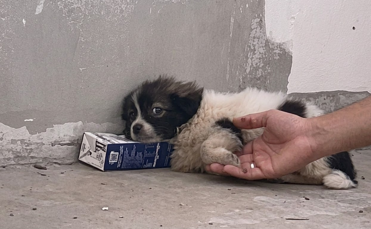 A Trembling Stray Could Barely Lift His Head—Then One Woman Decided He Was Coming With Her