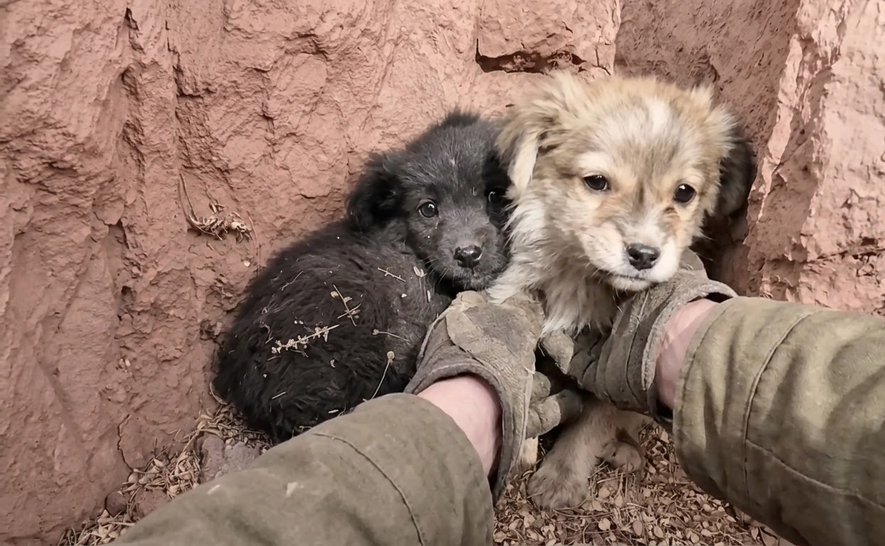 Two Frightened Puppies Had Only Each Other in the Snow—Until Two Travelers Stopped