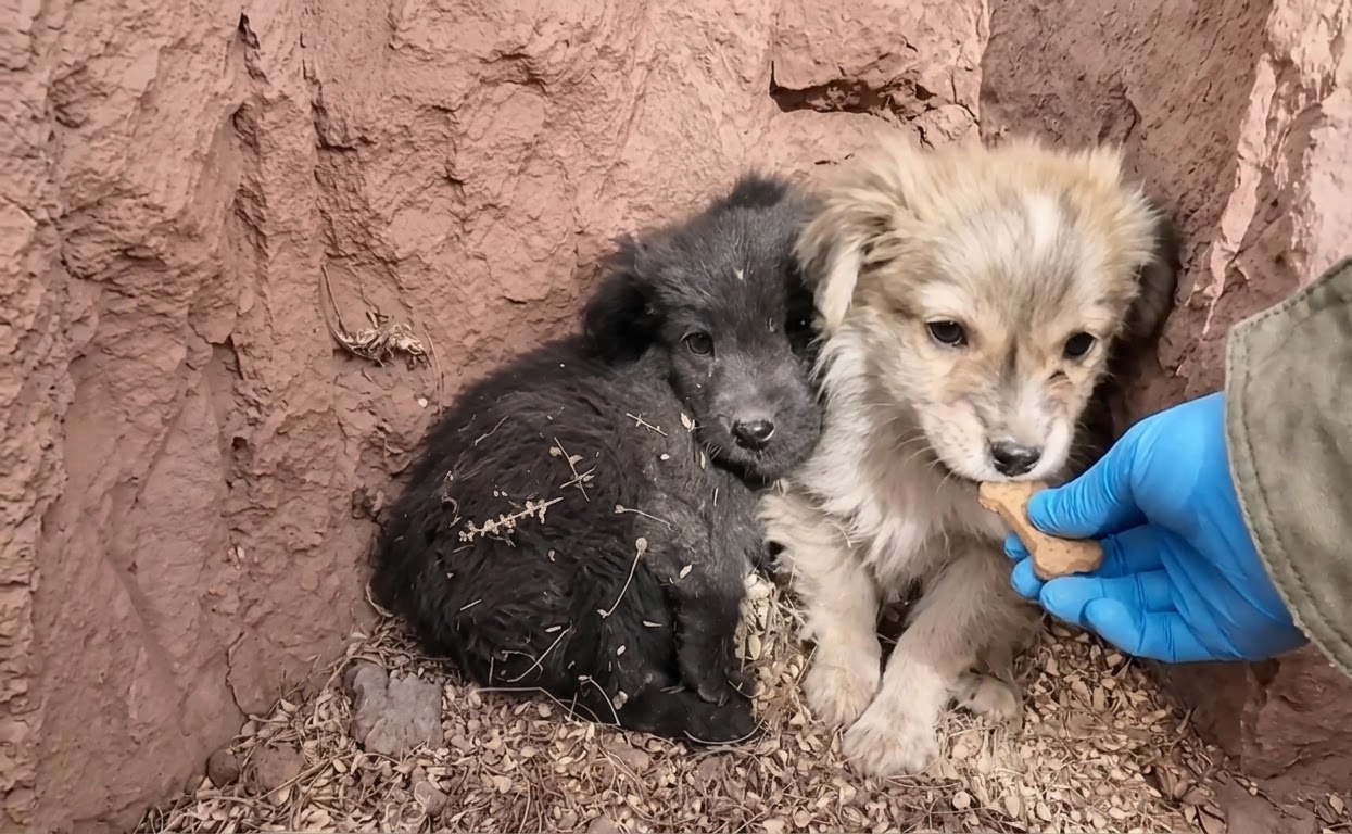 Two Frightened Puppies Had Only Each Other in the Snow—Until Two Travelers Stopped