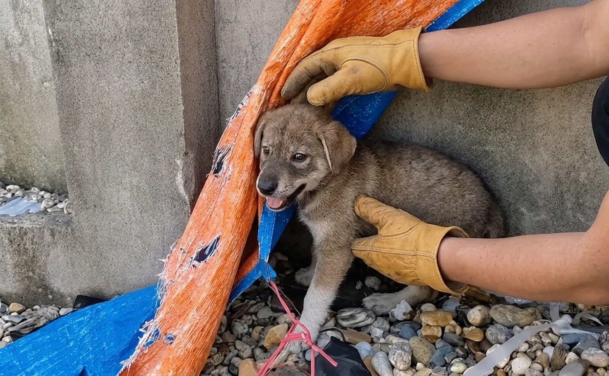 A Frightened Puppy Hid Beneath a Tarp Until One Patient Rescuer Earned Its Trust