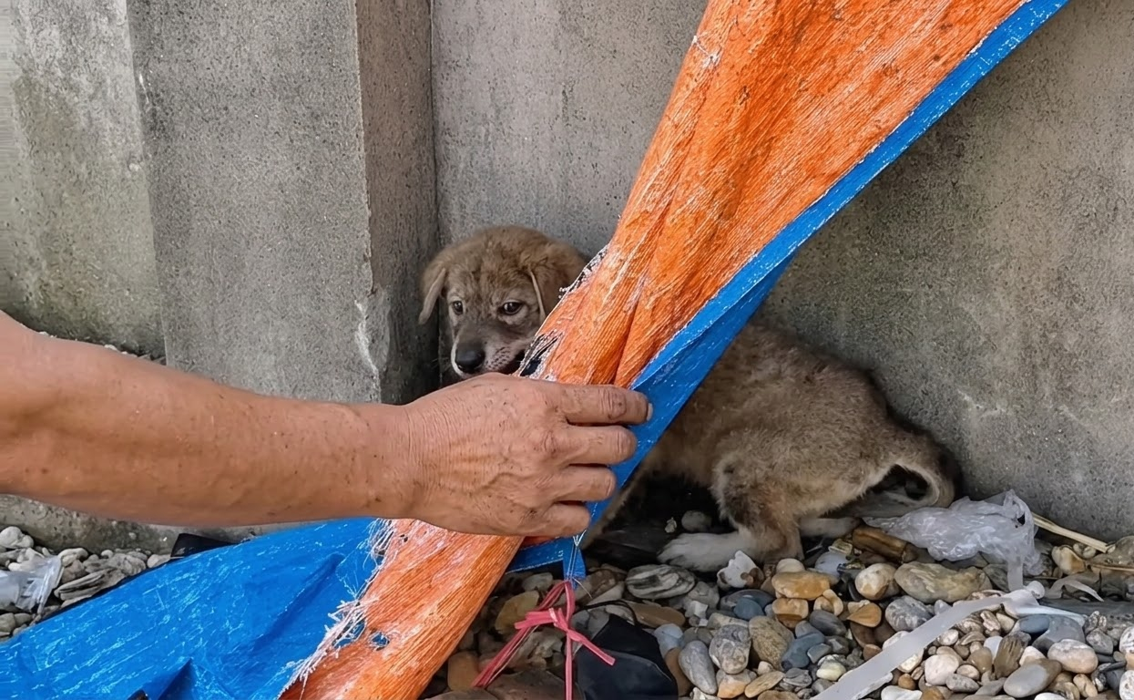 A Frightened Puppy Hid Beneath a Tarp Until One Patient Rescuer Earned Its Trust