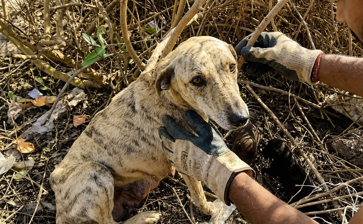 The Stray Who Saved Every Scrap for the Family Waiting in Hiding