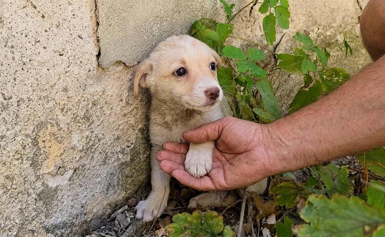 A Tiny White Puppy Hid Among the Ruins Until One Gentle Hand Reached Her