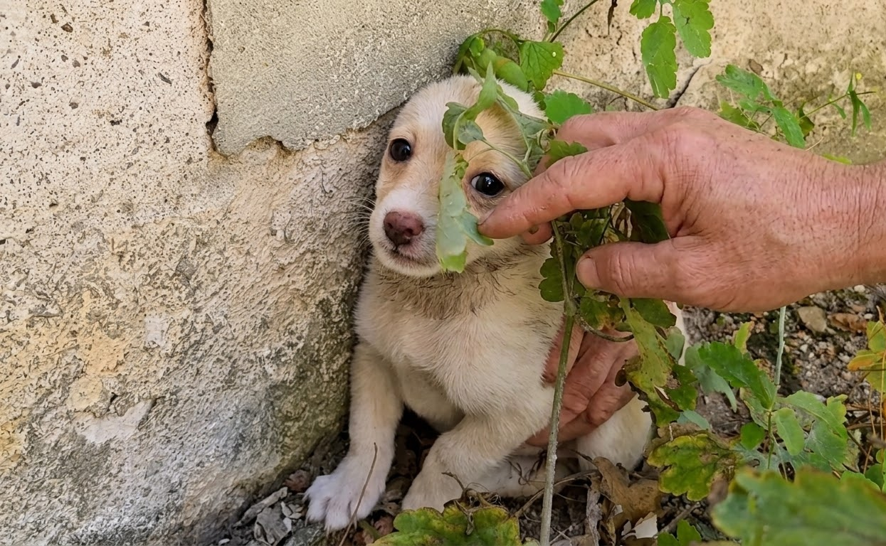 A Tiny White Puppy Hid Among the Ruins Until One Gentle Hand Reached Her
