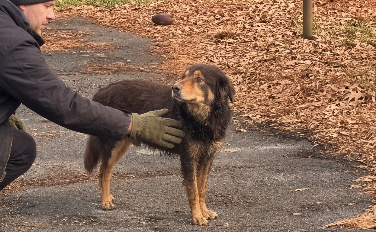 For Years Bear Could Barely Lift His Head—Then Rescue Finally Reached Him