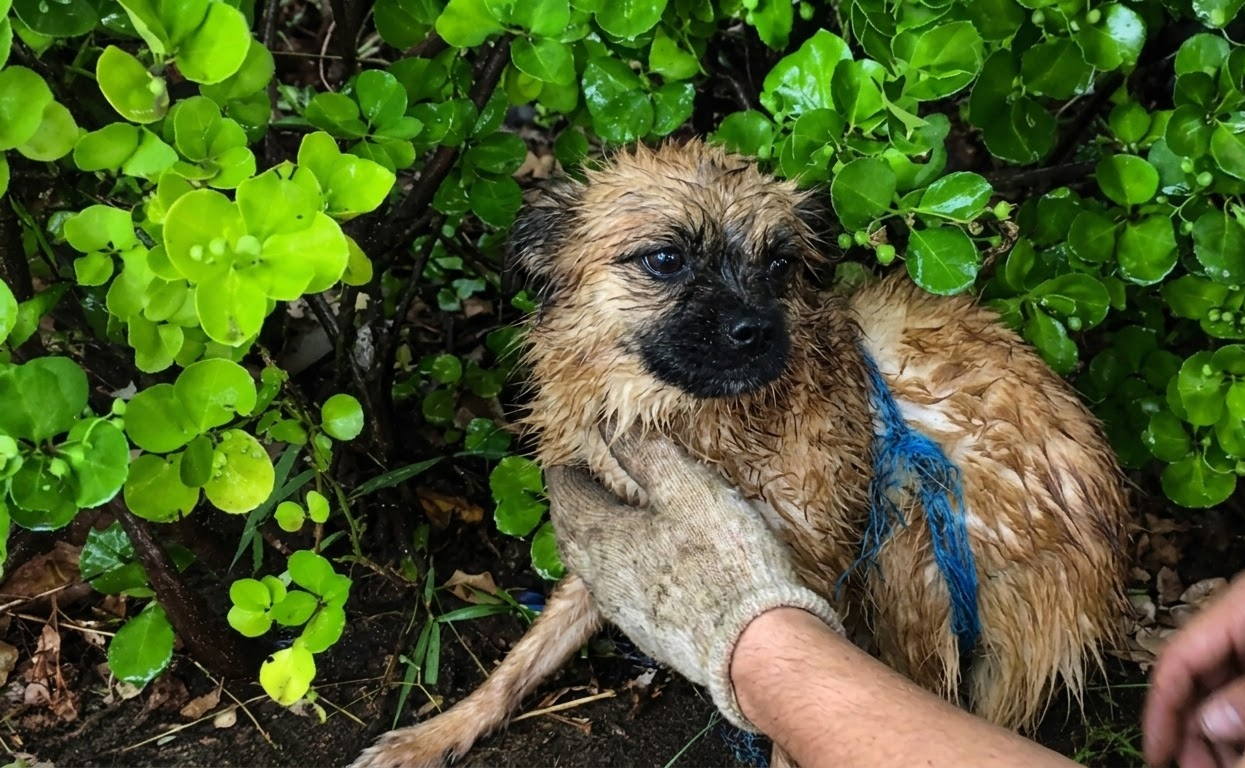 A Frightened Street Dog Fought Off Help Until Patience Gave Her a New Life
