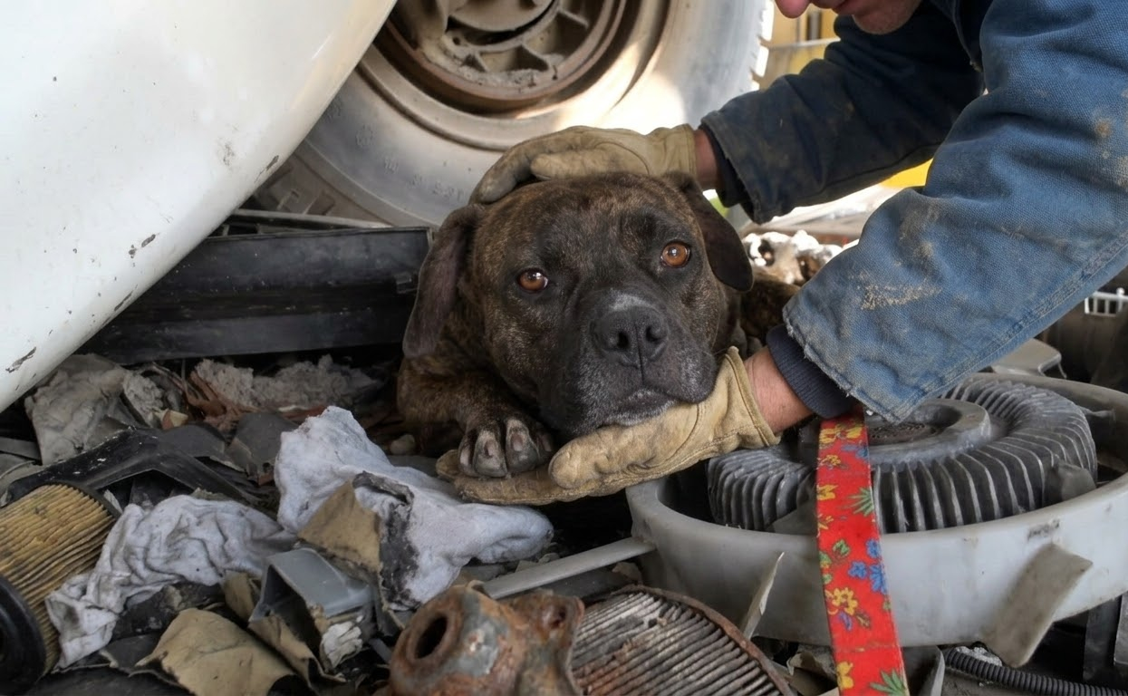 A Mother Dog Wouldn’t Leave the Brush—Until a Phone Played the Sound She Couldn’t Ignore
