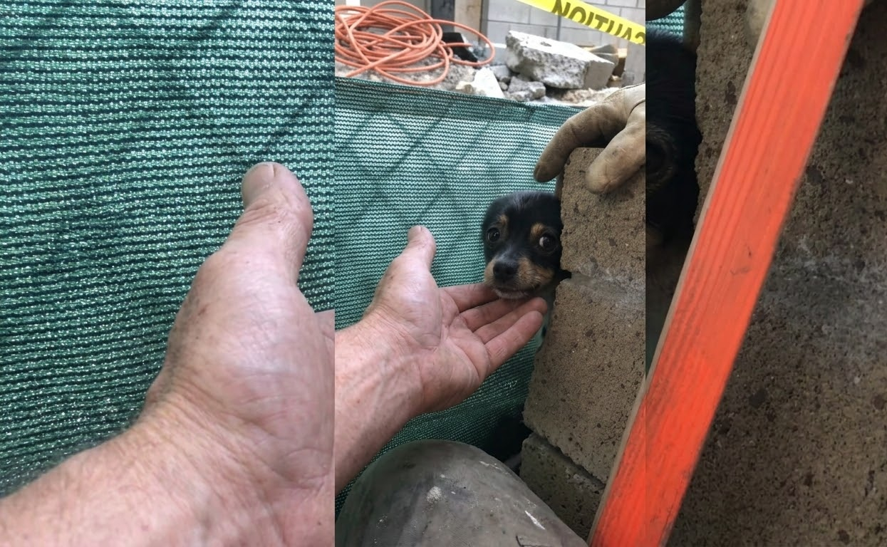 A Mother Dog Returned From Searching for Food to Find Rescuers Waiting Beside Her Puppies
