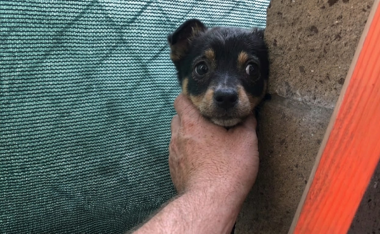 A Mother Dog Returned From Searching for Food to Find Rescuers Waiting Beside Her Puppies
